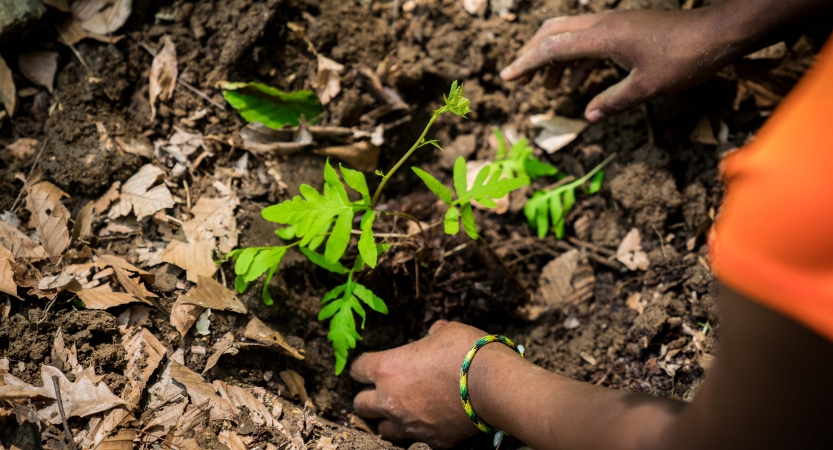 Two hands frame a green plant in the earth. 